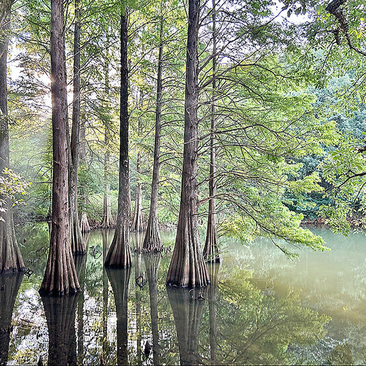 inachanさんの投稿/篠栗九大の森 ｜ ことりっぷ