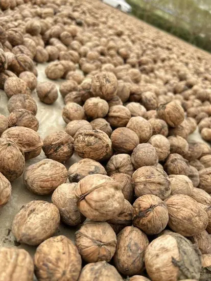Unwashed 185 Walnuts 30mm+ 32mm+ From Xinjiang China Suguo Trader