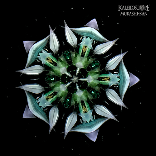 万華鏡：オイルチェンバー】透明な花シリーズ/鳥の眠る樹：細井厚子