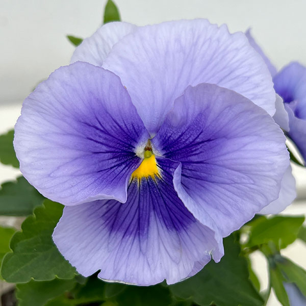 園芸ネット本店｜パンジー：インスパイアプラス メタリックブルー