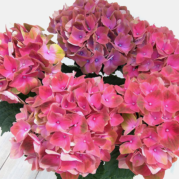 園芸ネット本店｜アジサイ：マジカルクリムゾン5号鉢植え（咲き進み