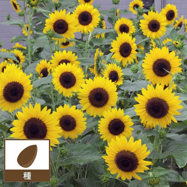 園芸ネット本店｜ヒマワリ：F1ダンシングサン[花タネ] の通販【公式】