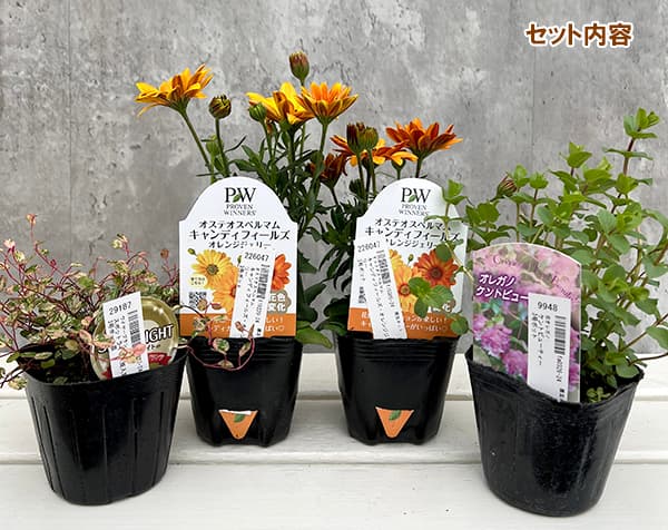 園芸ネット本店｜季節のミニ寄せ植え（苗のみ）：オステオスペルマム