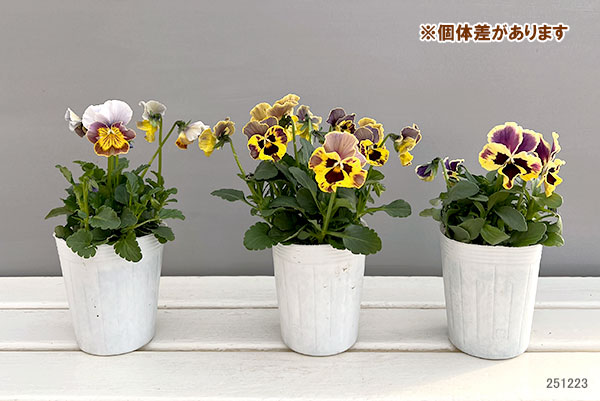 園芸ネット本店｜ビオラ（フリル咲き）：アーカイブ イエローバイ