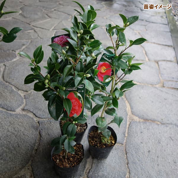 園芸ネット本店｜ツバキ（椿）：ウラク64 4号ポット の通販【公式】