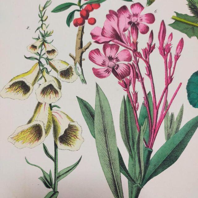 1885年】 彩色版画③ 植物画 シクラメン リトグラフ ボタニカルアート