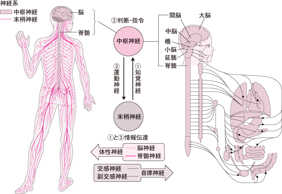 神経のしくみと働き|神経系の機能 | 看護roo![カンゴルー]