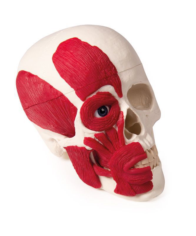 ERLER ZIMMER 人体模型 頭蓋骨 Amazon.co.jp: ERLER ZIMMER (ドイツ