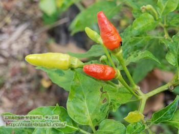 石垣島産島唐辛子（冷凍）販売/サン石垣