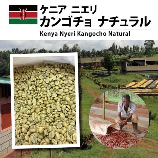 ケニア ニエリ カンゴチョ ナチュラル - 松屋珈琲〜コーヒー生豆通販