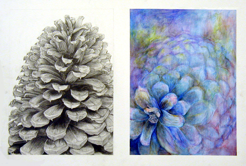 まつぼっくりのデッサン | イラストレーター 藤井美智子 オフィシャル