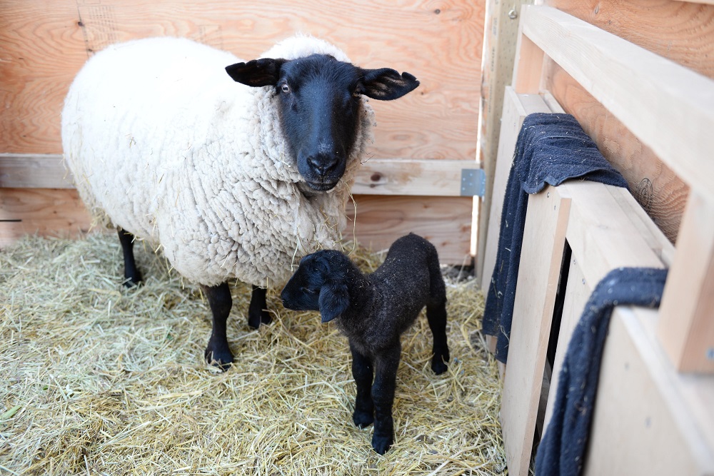 ひつじのこと｜いわぬまひつじ村