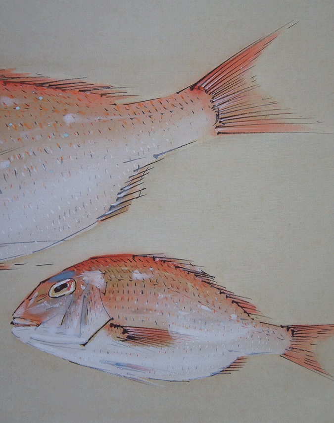 佐野五風 真鯛 | 掛軸(掛け軸)販売／表装ご依頼は掛軸いっぷく掛軸