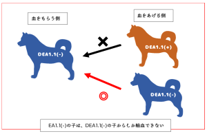 わんちゃんやねこちゃんにも血液型あります！ - こにし動物クリニック