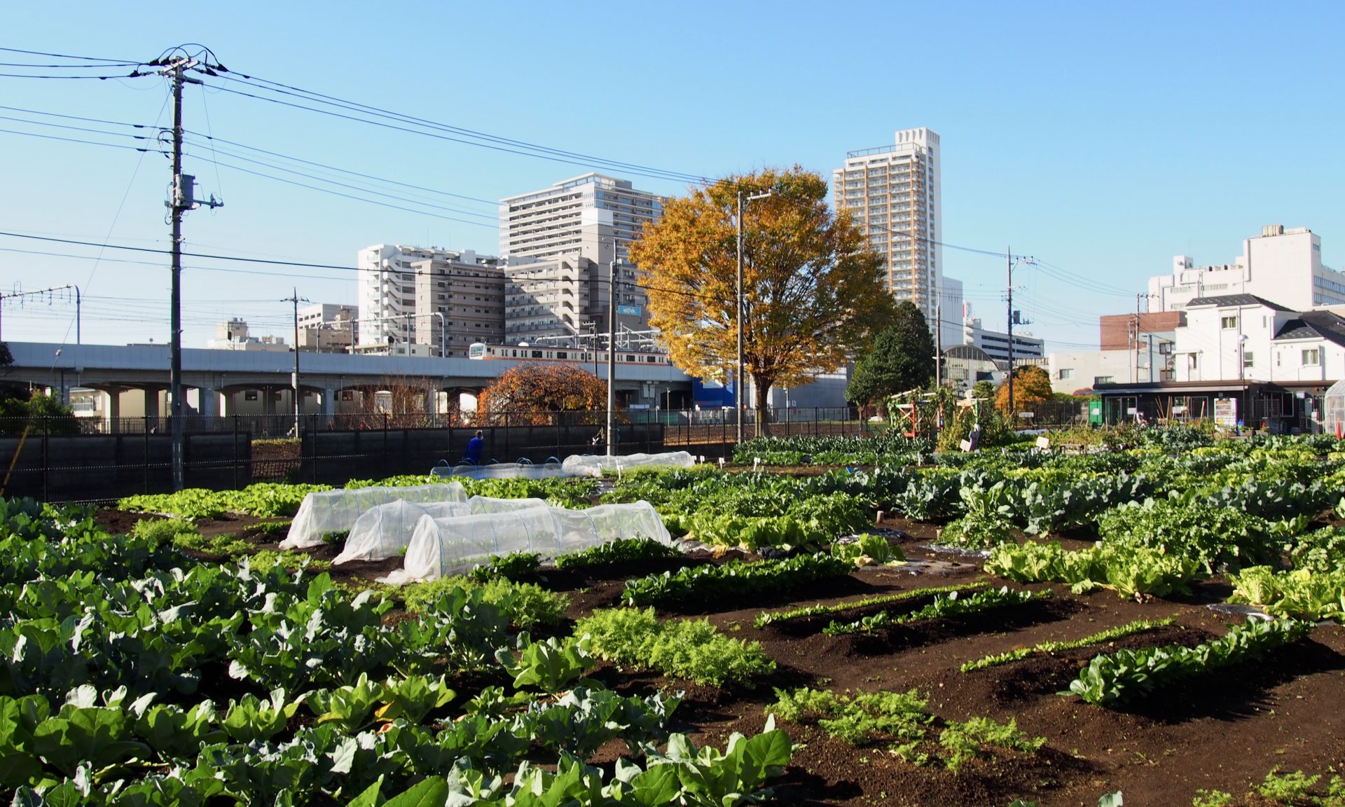 まろん通信Vol.2636 いろんな人、いろんな目的が寄り集まって、愉しみ