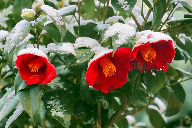 想いは「越後の雪椿」―「雪椿」ユキツバキの発見・命名秘話（2/3