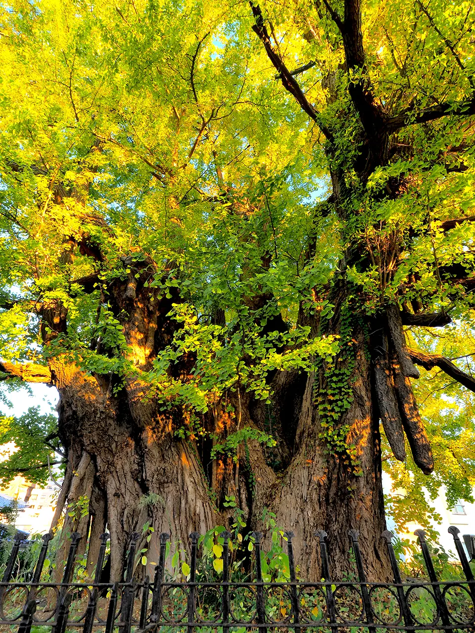 巨樹コラム：環境省