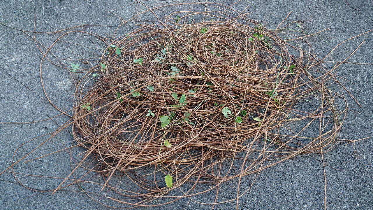 アケビの蔓細工 蔓と蔓採取の話 : 里山暮らしの雑記帳