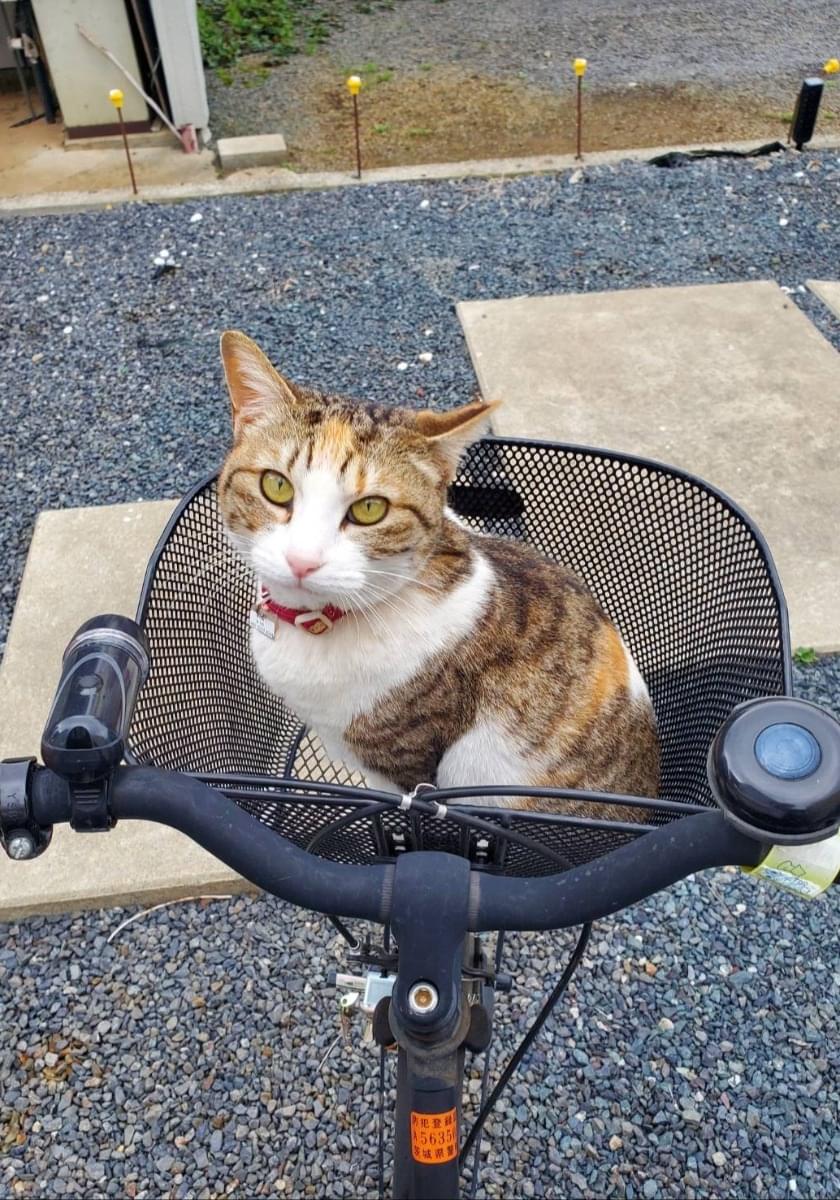 短尾の三毛猫を探しています