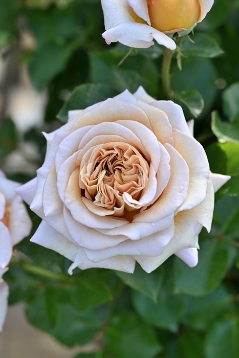 バラ苗【中苗】ラリデガゼル 国産苗 6号鉢植え品［農林水産省 品種登録