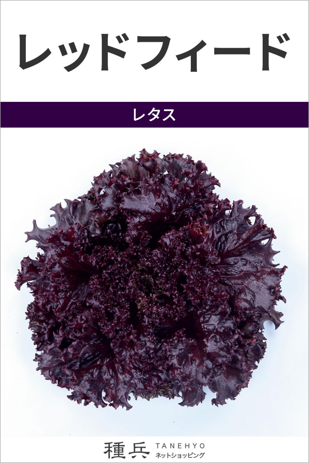 リーフレタス 種 『レッドフィード』 サカタのタネ | たね,葉菜の種