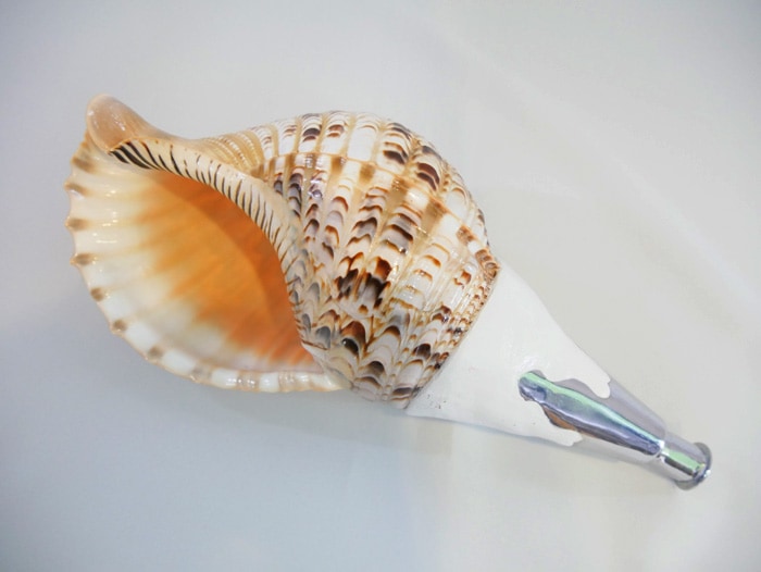 法螺貝 約36㎝ 木製歌口,新品 MH-451 法螺貝 約36㎝ 木製歌口,新品 MH