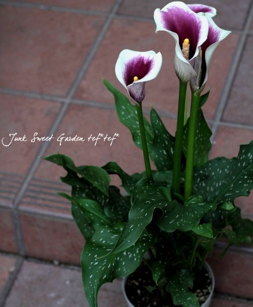 ピカソ　リトグラフ　花 Pablo Picasso（パブロ・ピカソ）「花束」Bouquet リトグラフ