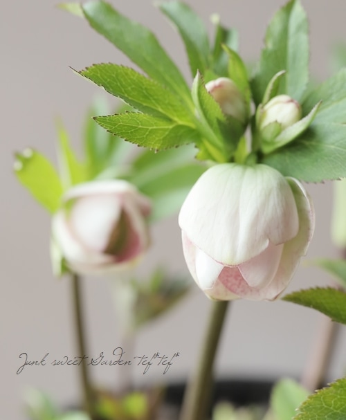 大和園】 クリスマスローズ 『ピンクぼかし』 【No.33】 | すべての