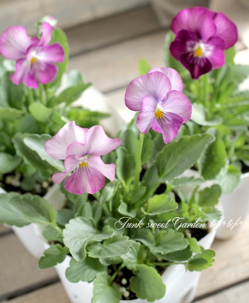Softopia. VIORA 不待花期系列　開花を待たずにシリーズ2点 Excellent flowering! ✨] Introducing pansies and violas that can