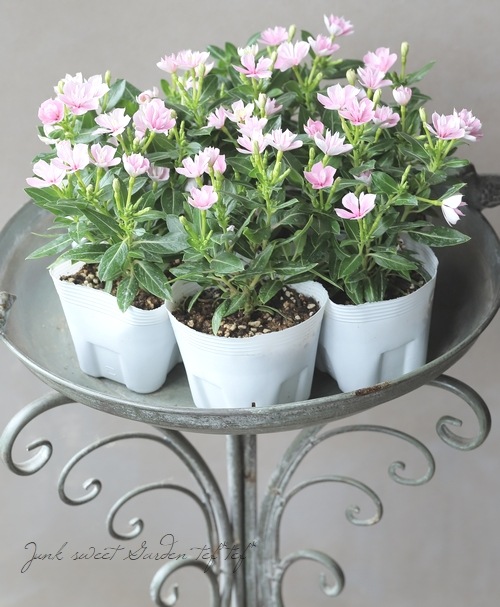 北島園芸オリジナル】 八重咲きニチニチソウ・ミラシリーズ 『ひみこ