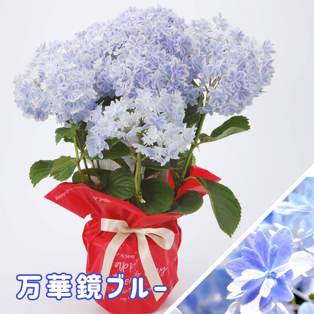 2025年 母の日ギフト 】 アジサイ 鉢植え 5号鉢 島根の稀少品種 紫陽花