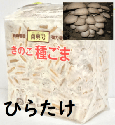 きのこ種菌 ひらたけ 駒菌（800駒）【きのこのお店 しいたけ本舗