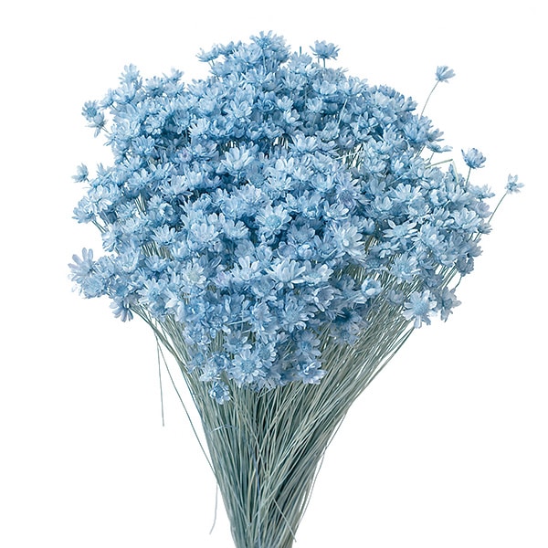 ドライフラワー 『スターフラワー ミニ ベビーブルー 30194-621