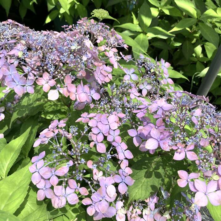 ヤマアジサイ 4号 土佐の暁 トサノアカツキ（21）｜花木01-D1 | 赤塚