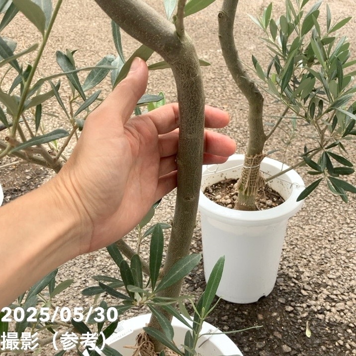 オリーブ チプレッシーノ 7号｜花木04-PA | 果樹 | 赤塚植物園