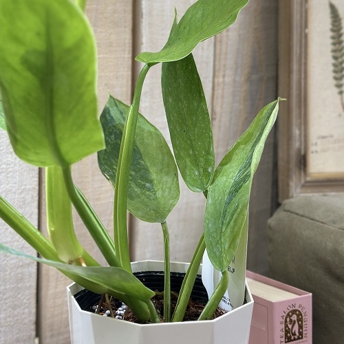 個体差あり フィロデンドロン ジョセボーノ 4号白鉢(個体おまかせ1鉢