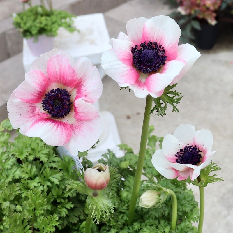 特大2年生株☆竹中園芸さんのプレミアムアネモネ「アンティーク」1番