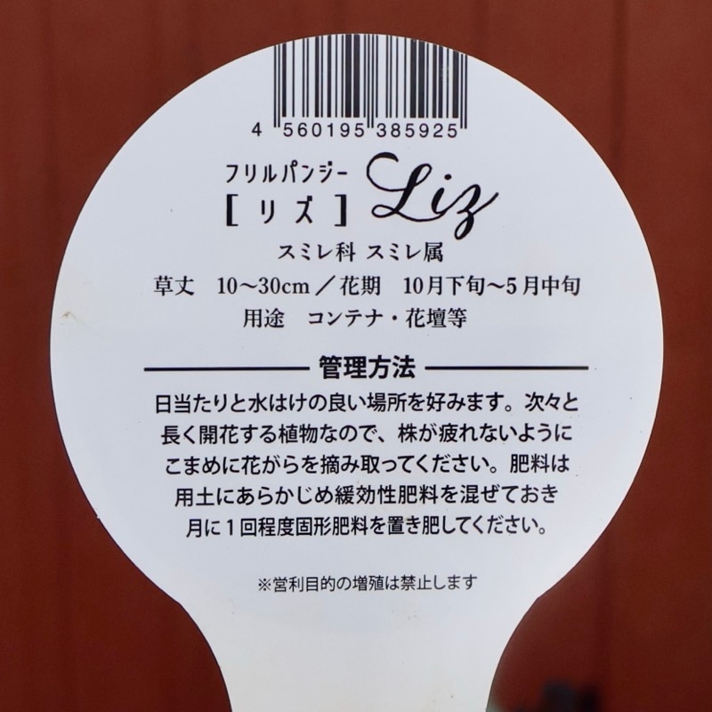 超希少☆限定入荷の試作品種《画像の現品いずれか》フリルパンジー