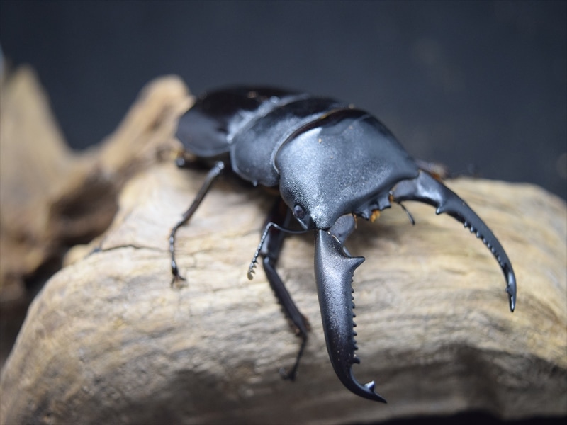 パラワンオオヒラタ90mm成虫ペア | 外国産クワガタ 成虫,パラワン