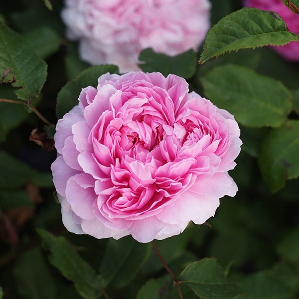 バラ苗 図鑑 ジャック カルティエ Jacques Cartier 国産ノイバラ台木