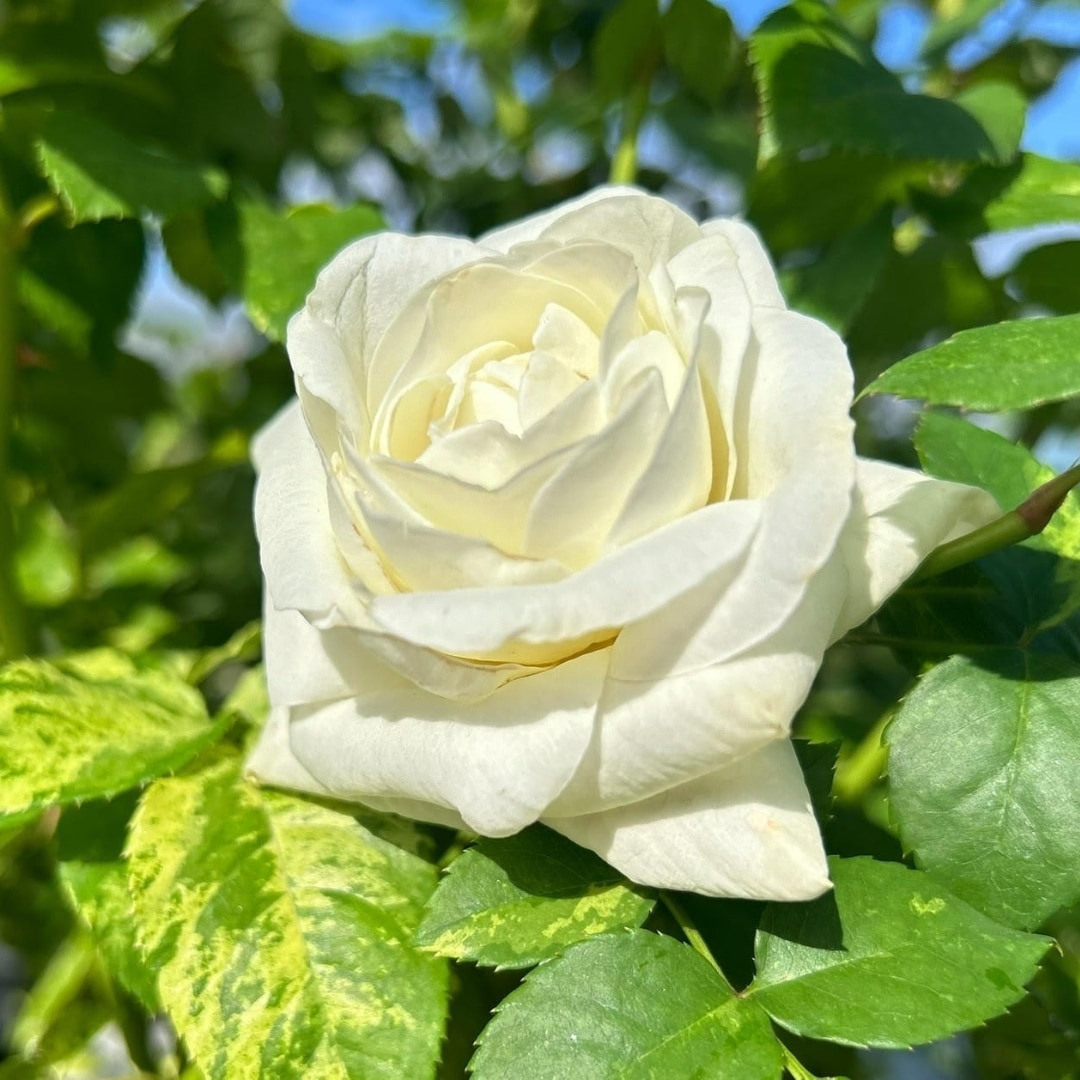 バラ苗 予約新苗 2026 ファースト フロスト first frost 国産ノイバラ