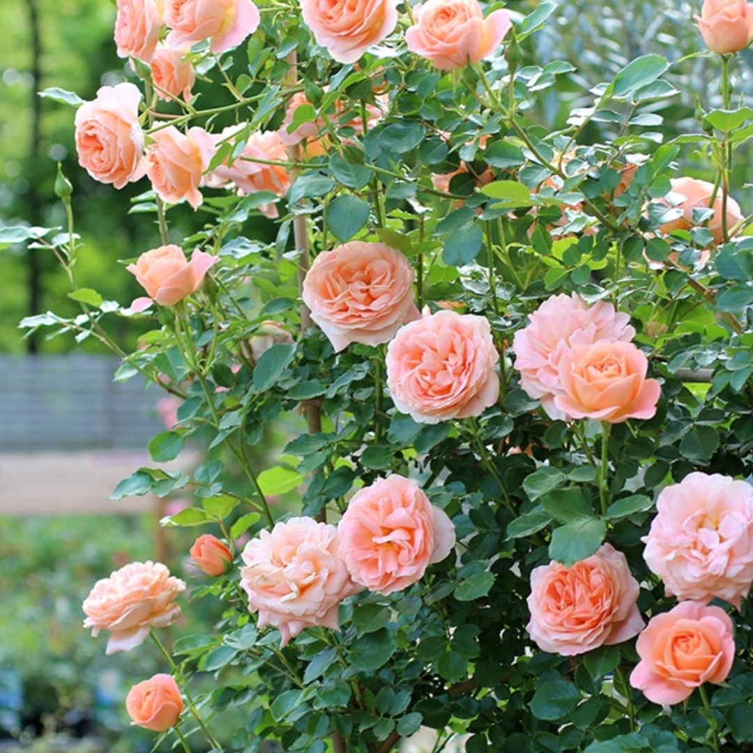 バラ苗 大苗 2026 サマー ドリーム Summer Dream 国産ノイバラ台木使用