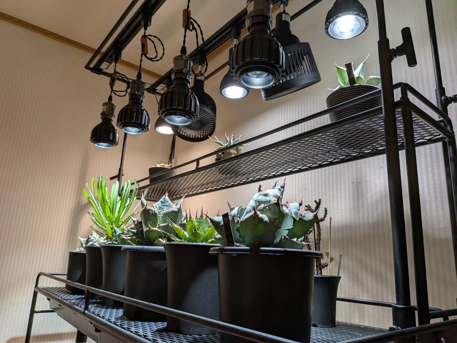 全段水受けトレー付き植物棚 ライティングレール ボタニカルシェルフ