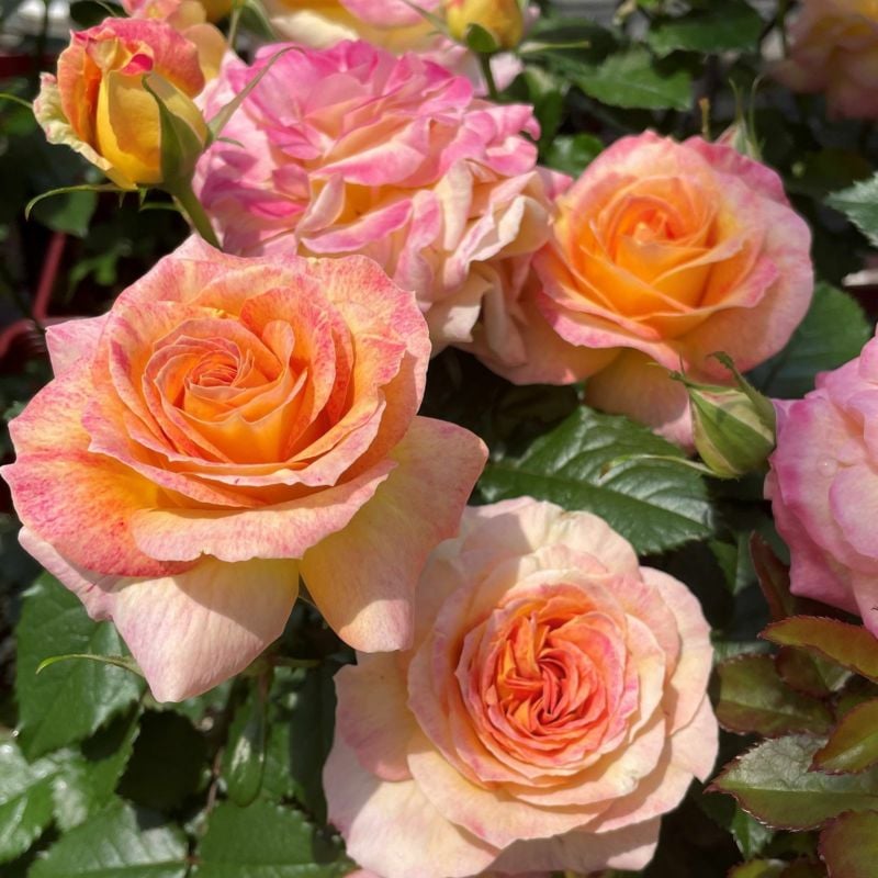 ローヴ・ドゥ・レテ（大苗） 7号鉢植え 四季咲き F&Gローズ