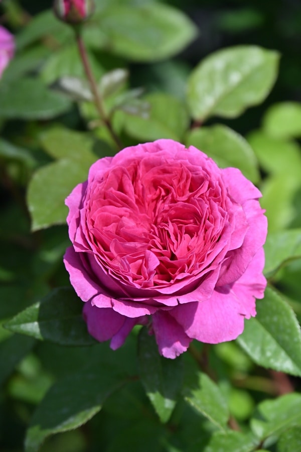 宴（大苗）7号鉢植え バラ苗 四季咲き大輪系（ハイブリッドティー