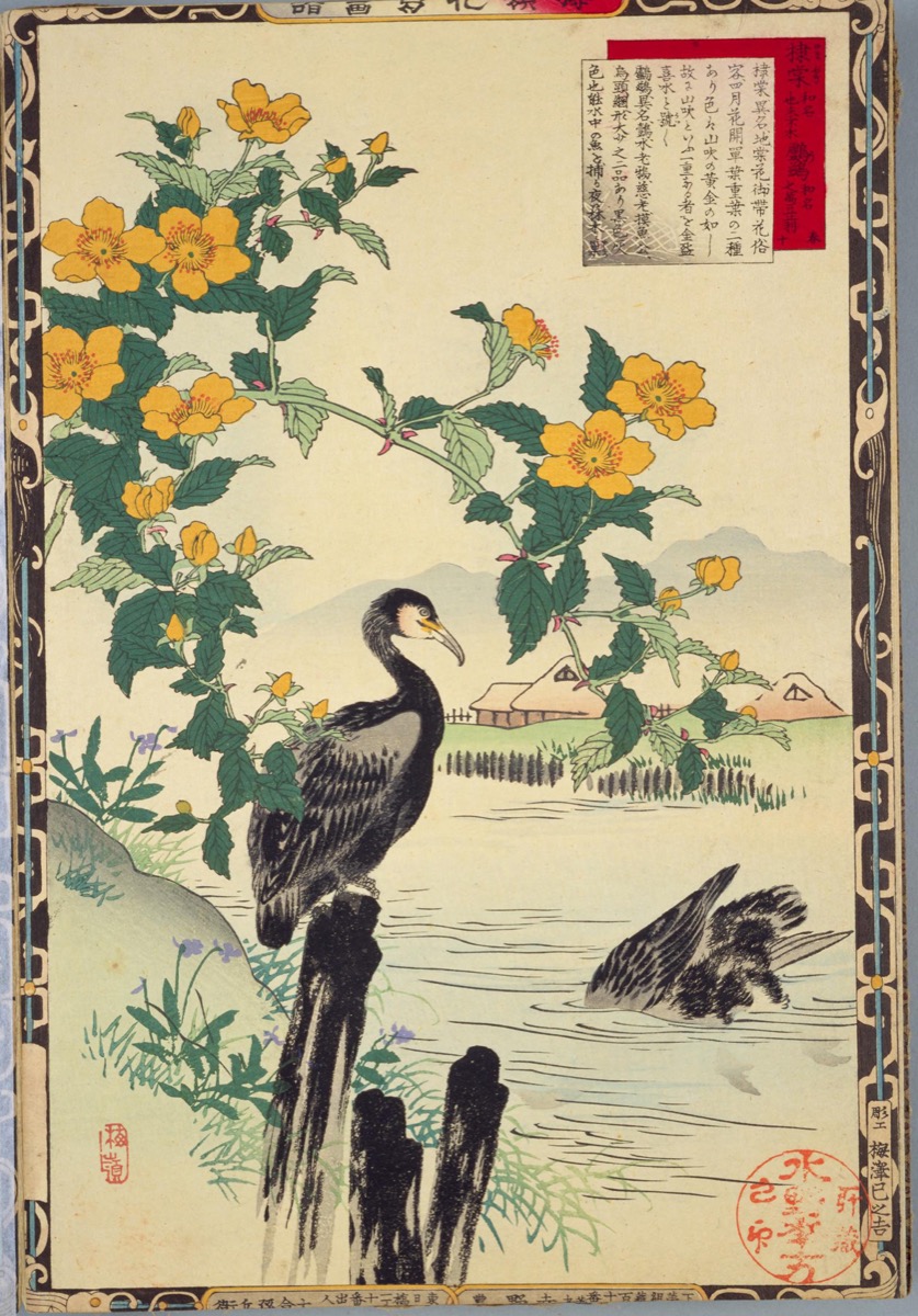 楳嶺花鳥画譜 棣棠・〔ウ〕 | - Japaaan