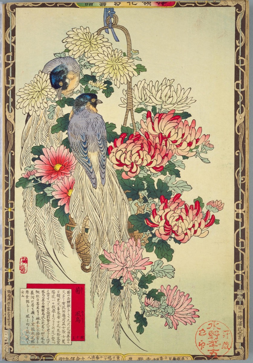 楳嶺花鳥画譜 菊・風鳥 | - Japaaan