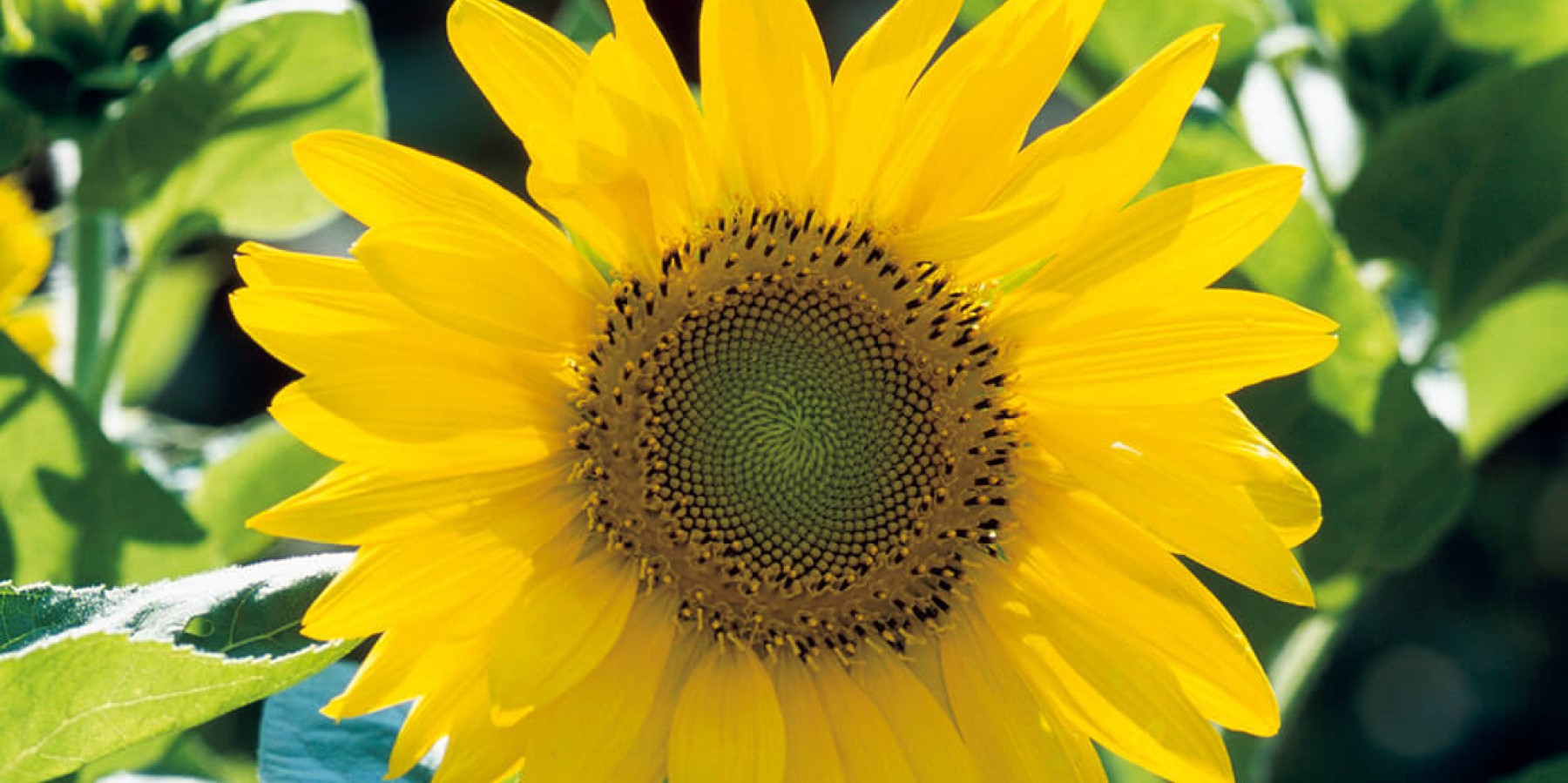 ワクワクが止まらない！ ヒマワリをタネから育ててみよう【「趣味の