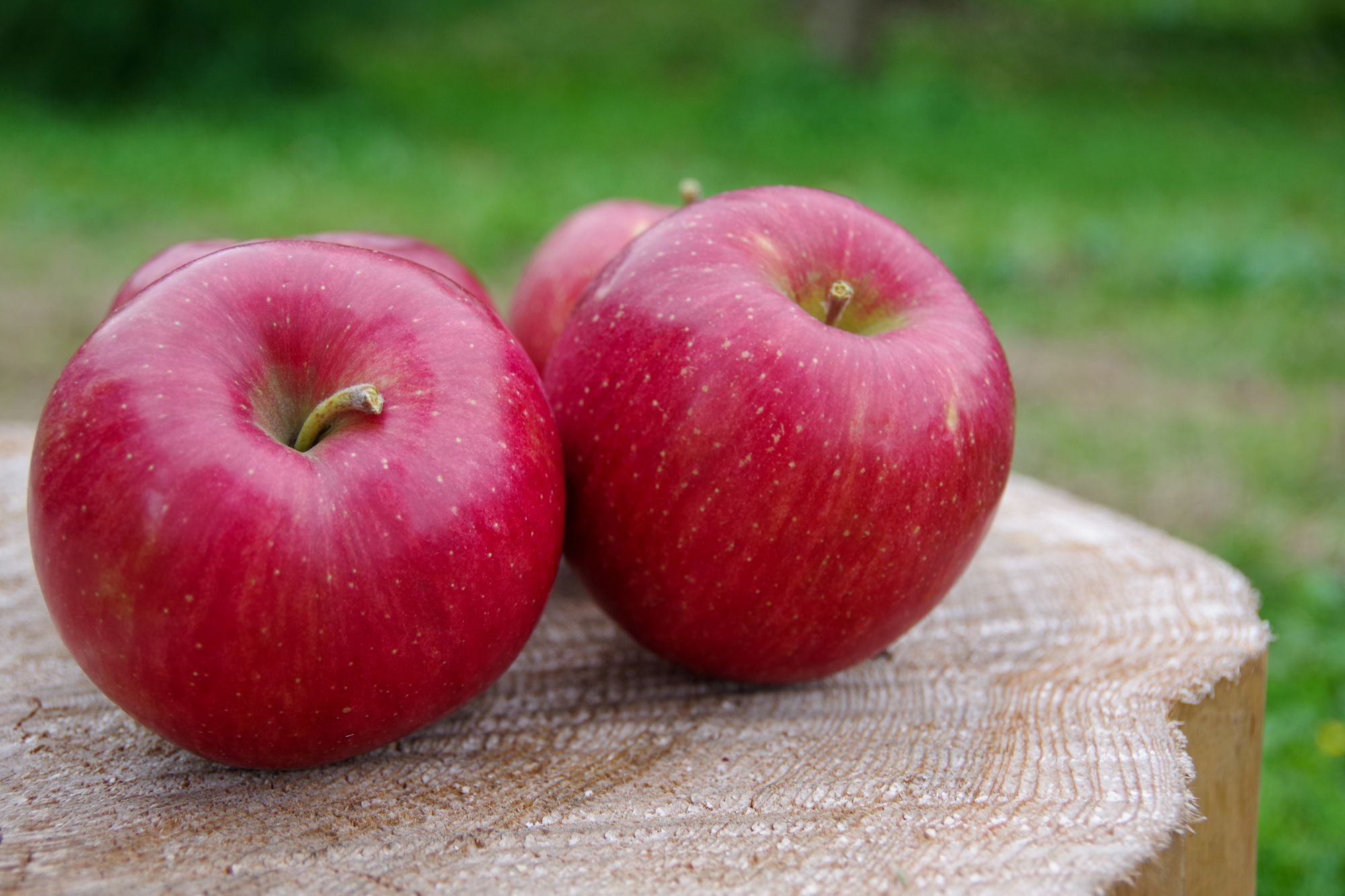 マルヤマフルーツ農園 | 信州飯綱町のりんご農園