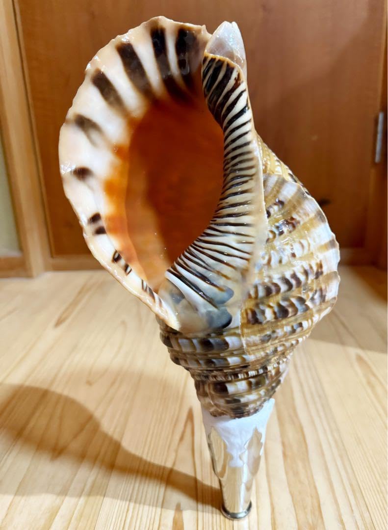 法螺貝 ほら貝 インテリア 素材 魔除け 法螺貝 ほら貝 インテリア 素材
